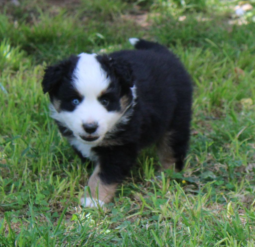 du mas du grand sauvage - Chiots disponibles - Berger Américain Miniature 