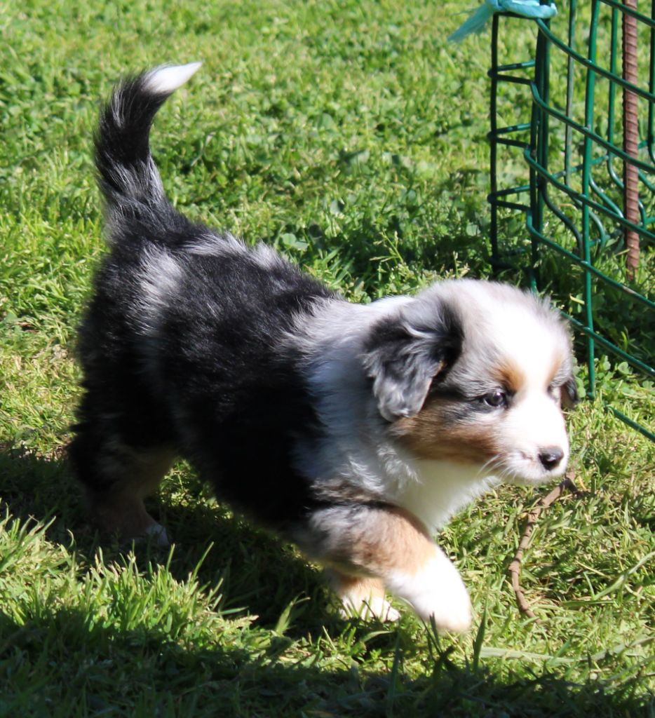 du mas du grand sauvage - Chiots disponibles - Berger Américain Miniature 