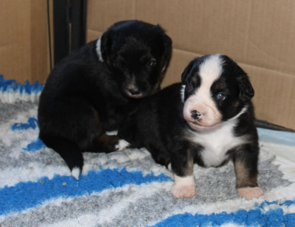 du mas du grand sauvage - Chiots disponibles - Berger Américain Miniature 