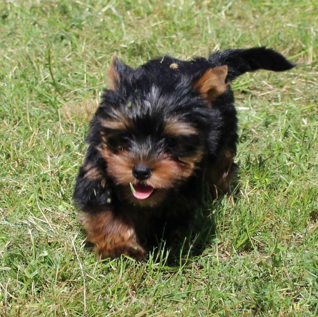 du mas du grand sauvage - Chiots disponibles - Yorkshire Terrier