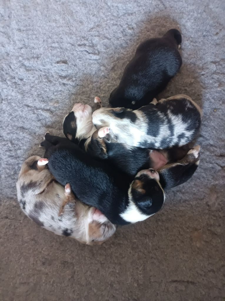 Chiot Berger Américain Miniature du mas du grand sauvage