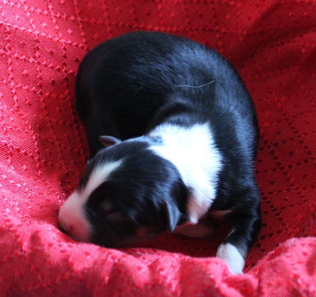 du mas du grand sauvage - Chiots disponibles - Berger Américain Miniature 