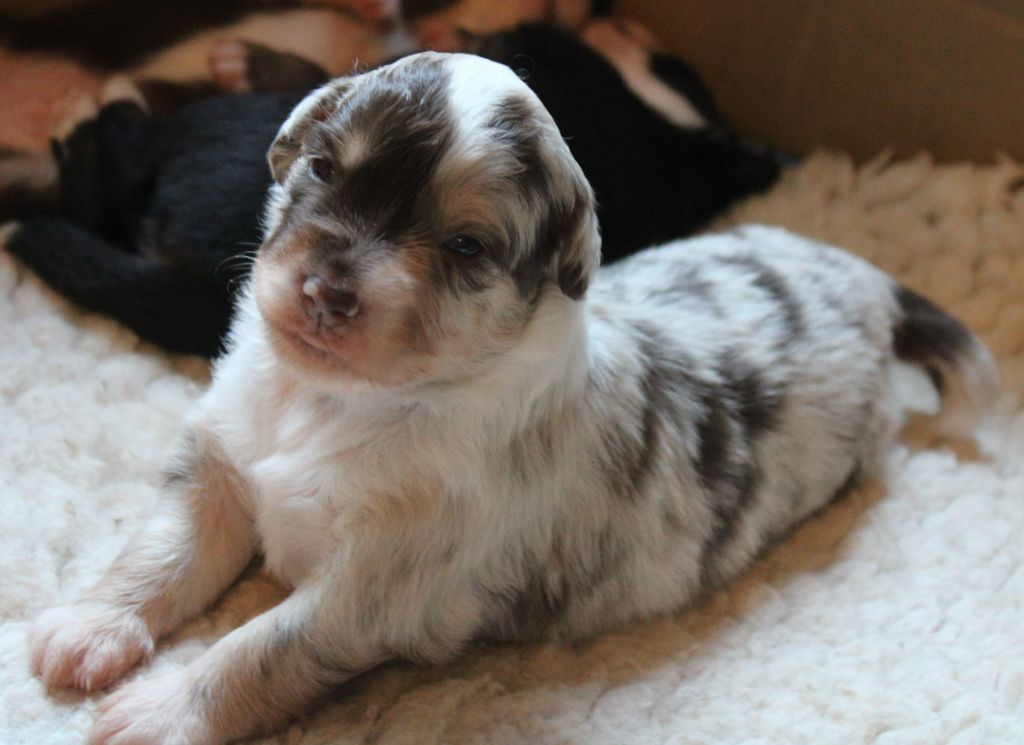 du mas du grand sauvage - Chiots disponibles - Berger Américain Miniature 