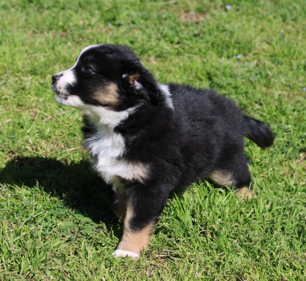 du mas du grand sauvage - Chiots disponibles - Berger Américain Miniature 