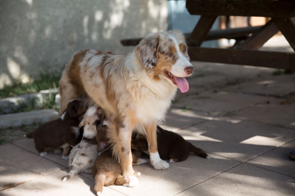 Chiot Berger Américain Miniature  du mas du grand sauvage