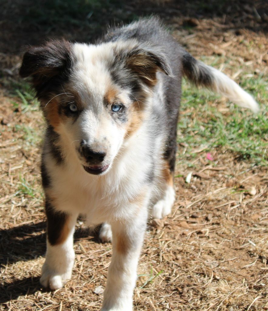 du mas du grand sauvage - Chiots disponibles - Berger Américain Miniature 