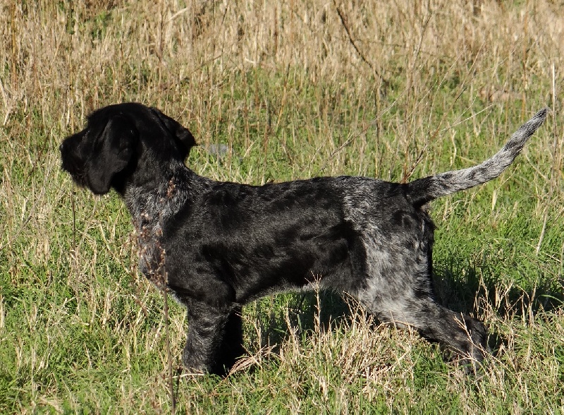 du mas du grand sauvage - Chiots disponibles - Chien d'arrêt allemand à poil dur