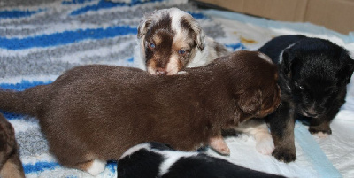 CHIOT 3