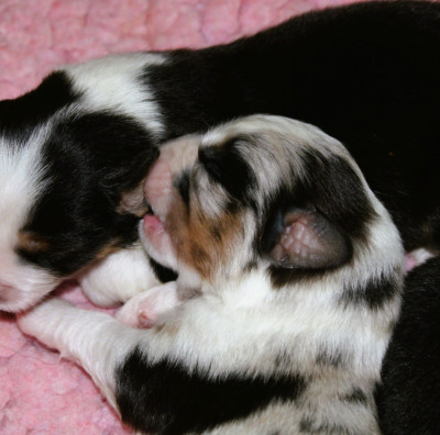 CHIOT 1