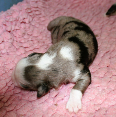 CHIOT 2