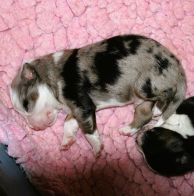 CHIOT 4