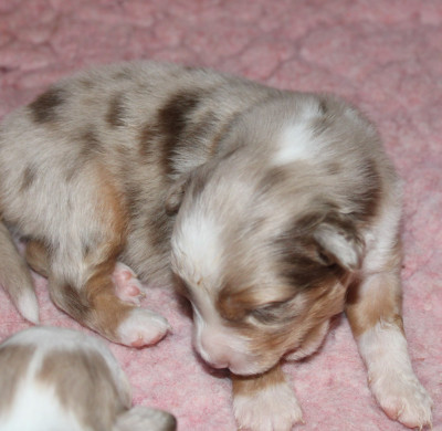 Chiot N°1