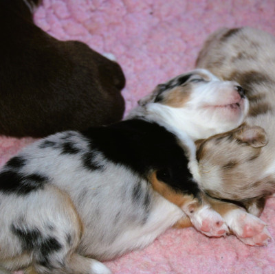 Chiot N°3