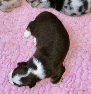 Chiot N°4