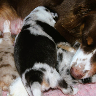 Chiot N°5