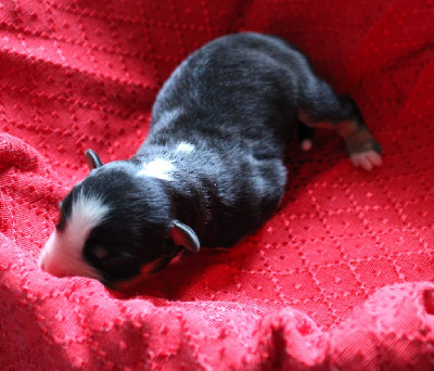 CHIOT 2