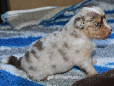 CHIOT 5