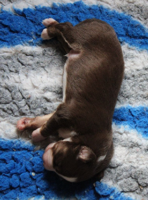 CHIOT 2