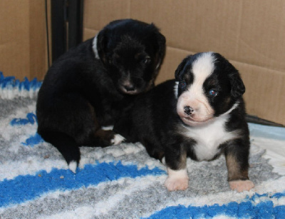 CHIOT 1