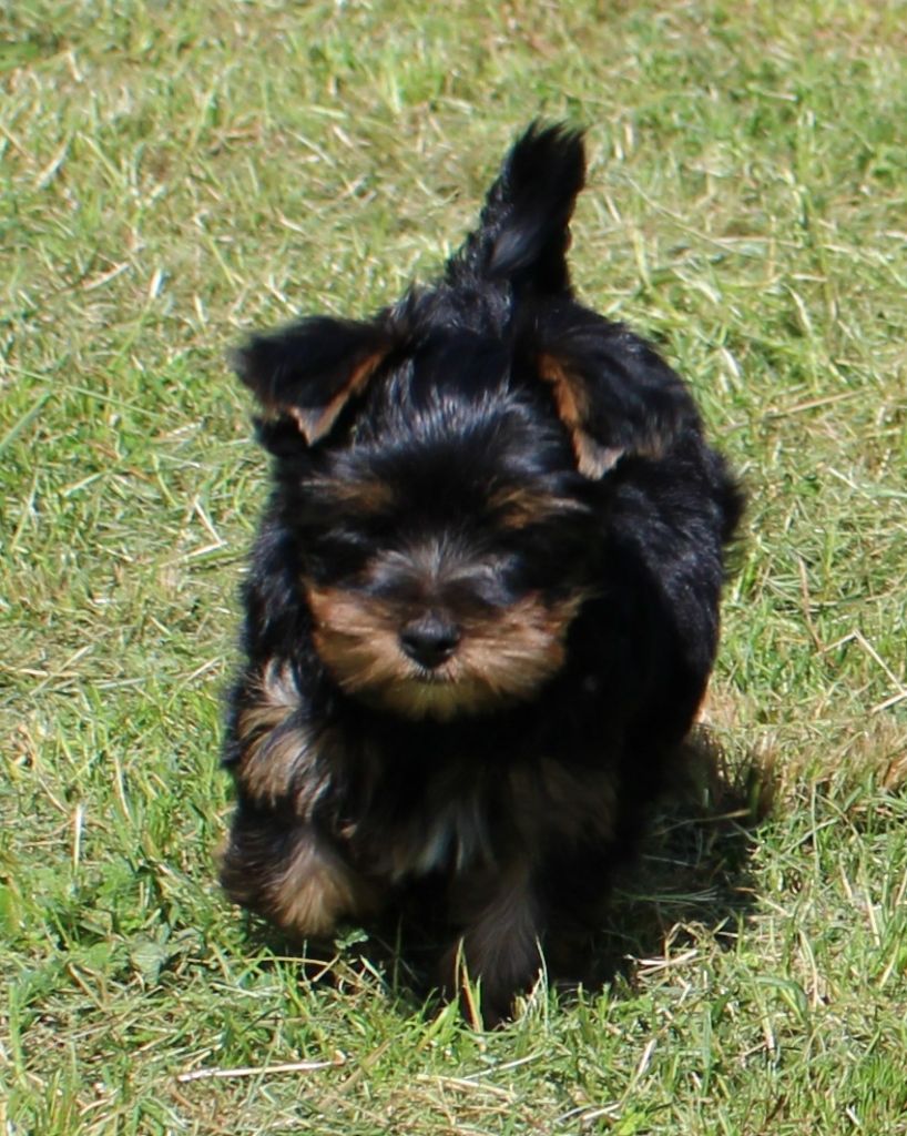 du mas du grand sauvage - Chiots disponibles - Yorkshire Terrier