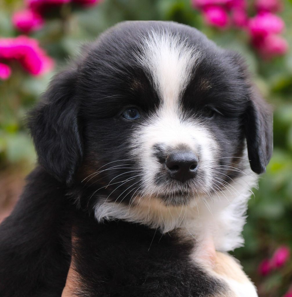 du mas du grand sauvage - Berger Américain Miniature  - Portée née le 17/05/2024