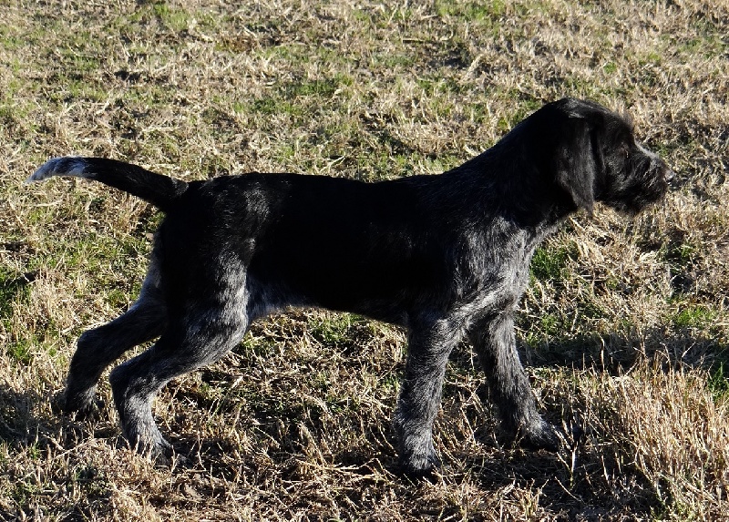 du mas du grand sauvage - Chiots disponibles - Chien d'arrêt allemand à poil dur