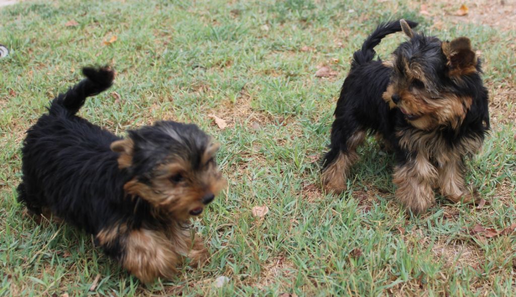 Chiot Yorkshire Terrier du mas du grand sauvage