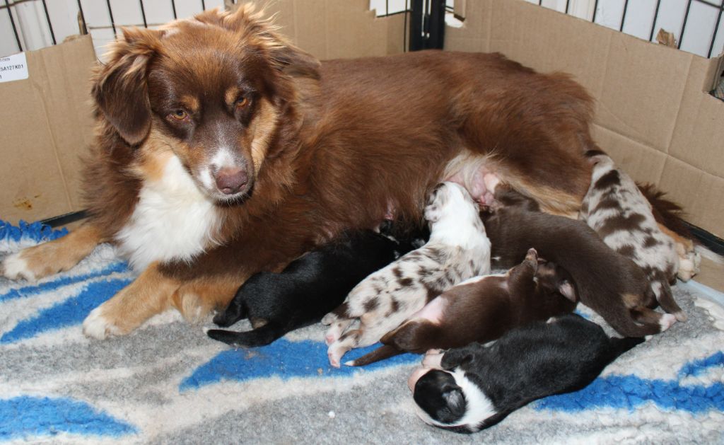 Chiot Berger Américain Miniature  du mas du grand sauvage