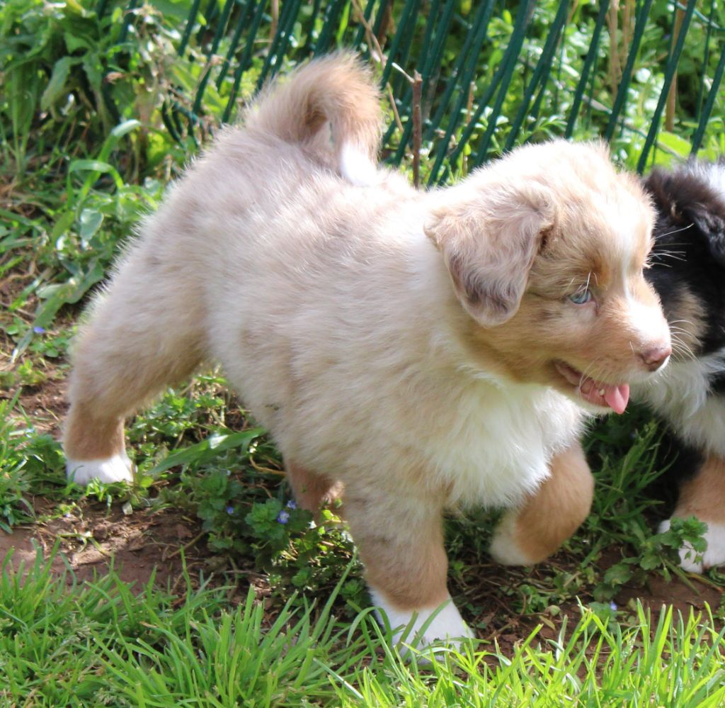 du mas du grand sauvage - Chiots disponibles - Berger Américain Miniature 