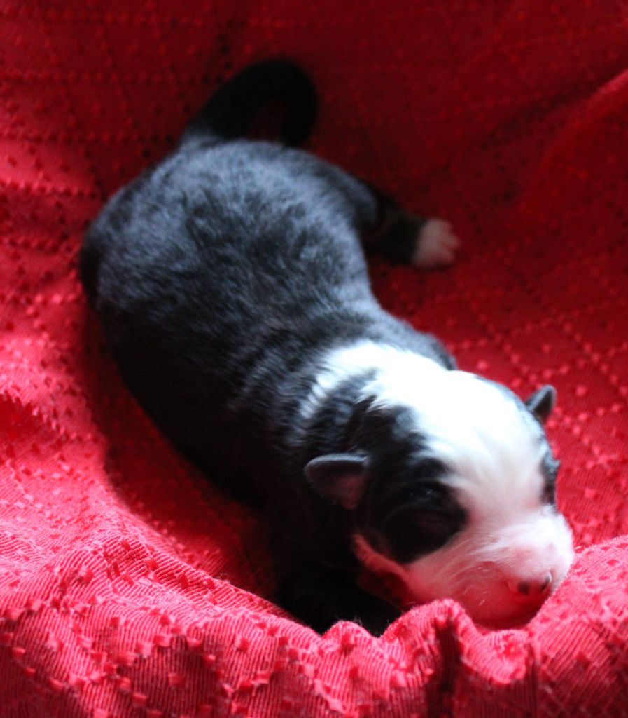 du mas du grand sauvage - Chiots disponibles - Berger Américain Miniature 